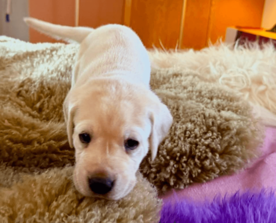 labrador-puppies-for-sale-in-the-usa-big-2