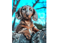 longhaired-chocolate-tan-dappled-dachshund-small-0