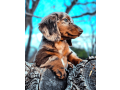 longhaired-chocolate-tan-dappled-dachshund-small-1