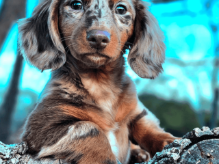 Longhaired Chocolate & Tan Dappled Dachshund