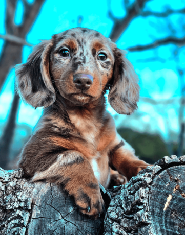 longhaired-chocolate-tan-dappled-dachshund-big-0