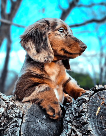 longhaired-chocolate-tan-dappled-dachshund-big-1