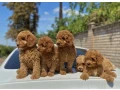 toy-poodle-and-maltese-kids-small-0