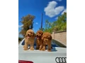 toy-poodle-and-maltese-kids-small-4