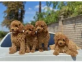 toy-poodle-and-maltese-kids-small-1