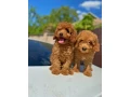 toy-poodle-and-maltese-kids-small-3