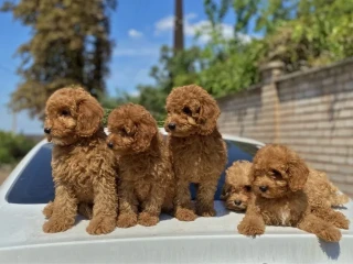 Toy poodle and maltese kids.