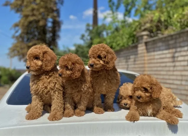 toy-poodle-and-maltese-kids-big-0