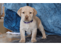 labrador-retriever-puppy-for-sale-small-3