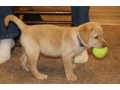 labrador-retriever-puppy-for-sale-small-0