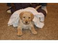 labrador-retriever-puppy-for-sale-small-1