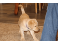 labrador-retriever-puppy-for-sale-small-2