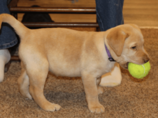 Labrador Retriever Puppy for sale