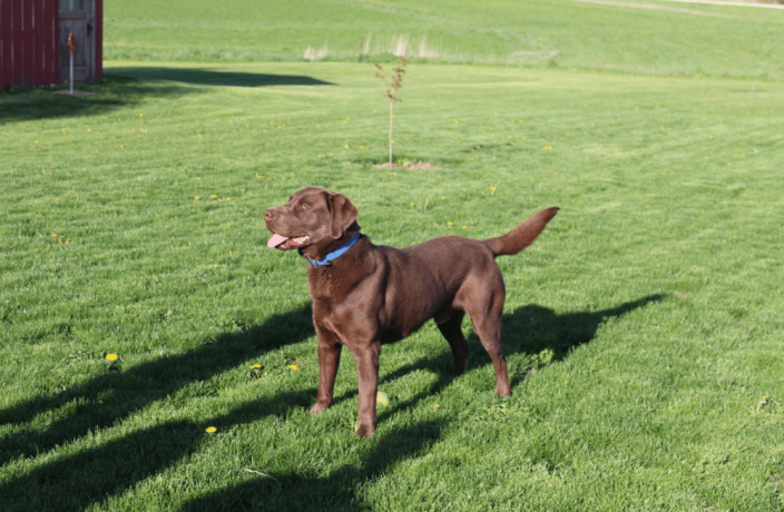 labrador-retriever-puppy-for-sale-big-4