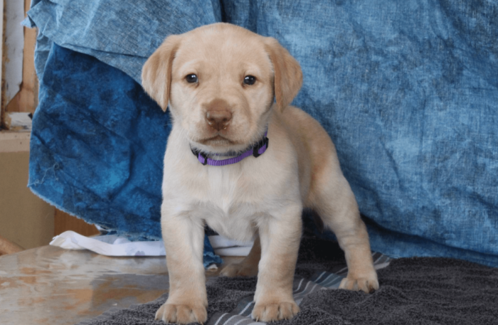 labrador-retriever-puppy-for-sale-big-3