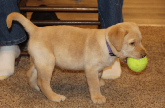 labrador-retriever-puppy-for-sale-big-0