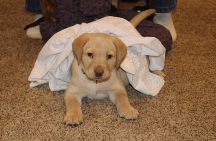 labrador-retriever-puppy-for-sale-big-1