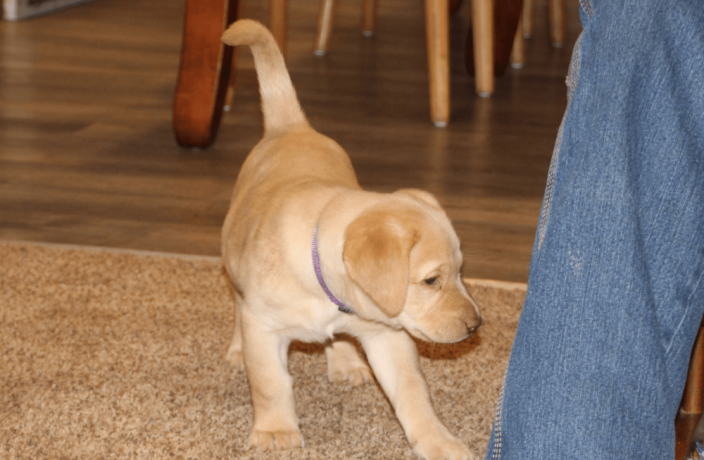 labrador-retriever-puppy-for-sale-big-2