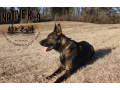 german-shepherd-meet-mace-small-2