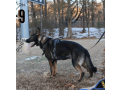 german-shepherd-meet-mace-small-0