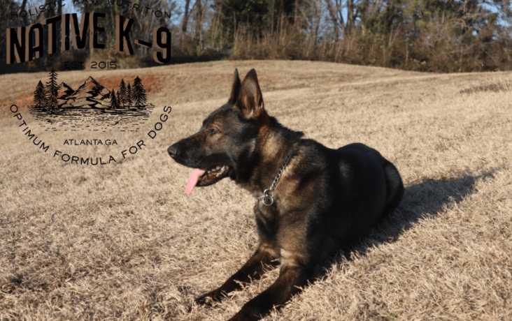 german-shepherd-meet-mace-big-2