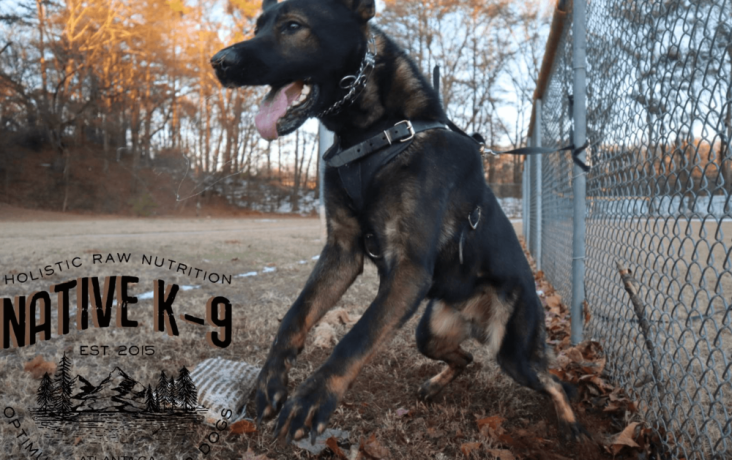 german-shepherd-meet-mace-big-3