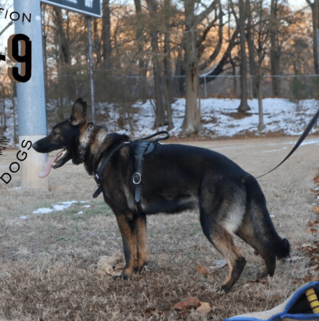 german-shepherd-meet-mace-big-0