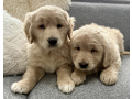 golden-retriever-puppy-for-sale-small-0