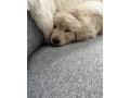 golden-retriever-puppy-for-sale-small-2