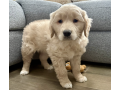 golden-retriever-puppy-for-sale-small-1