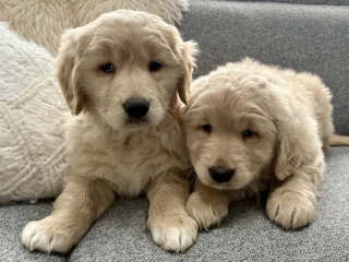 Golden Retriever Puppy for sale