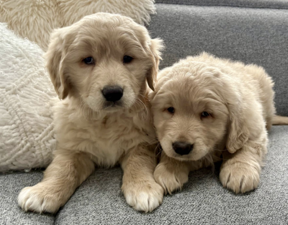 golden-retriever-puppy-for-sale-big-0