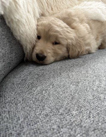 golden-retriever-puppy-for-sale-big-2