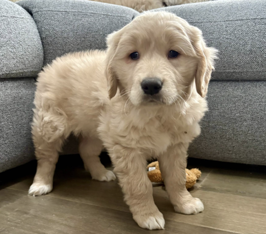 golden-retriever-puppy-for-sale-big-1