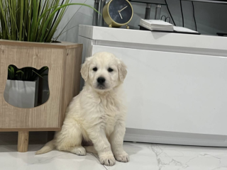 Golden Retriever Puppy for sale