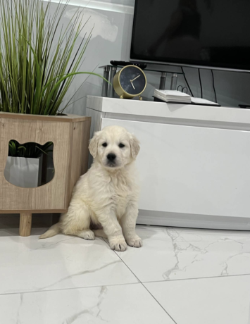 golden-retriever-puppy-for-sale-big-0