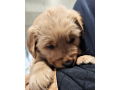 your-new-golden-retriever-puppy-small-2