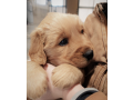 your-new-golden-retriever-puppy-small-0