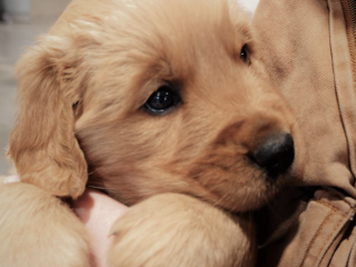 Your New Golden Retriever Puppy