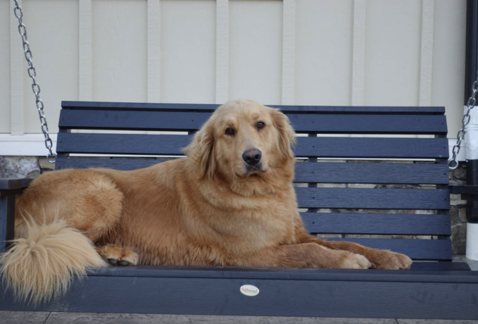 your-new-golden-retriever-puppy-big-1