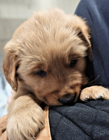 your-new-golden-retriever-puppy-big-2