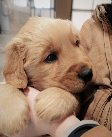 your-new-golden-retriever-puppy-big-0