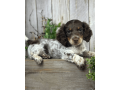 meet-walter-the-sweetest-dachshund-for-sale-small-0