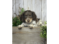 meet-walter-the-sweetest-dachshund-for-sale-small-4