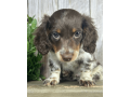 meet-walter-the-sweetest-dachshund-for-sale-small-3