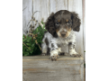 meet-walter-the-sweetest-dachshund-for-sale-small-1