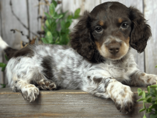 Meet Walter The Sweetest Dachshund for sale