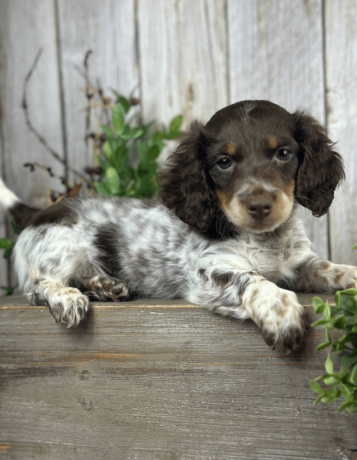 meet-walter-the-sweetest-dachshund-for-sale-big-0