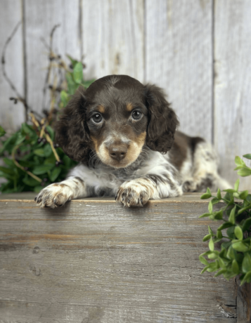 meet-walter-the-sweetest-dachshund-for-sale-big-4