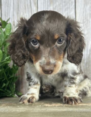 meet-walter-the-sweetest-dachshund-for-sale-big-3